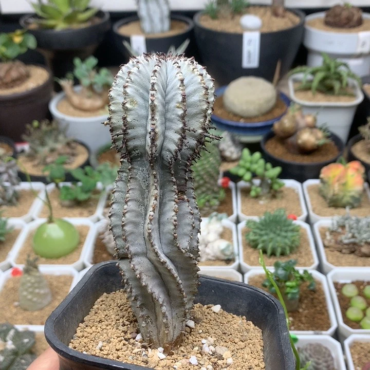 落雪白衣魁伟玉脱土