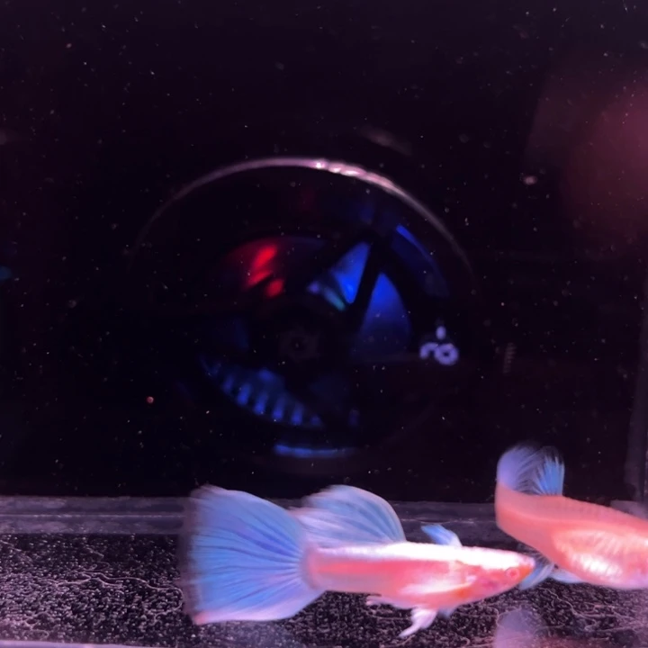孔雀鱼蓝白飞船1对