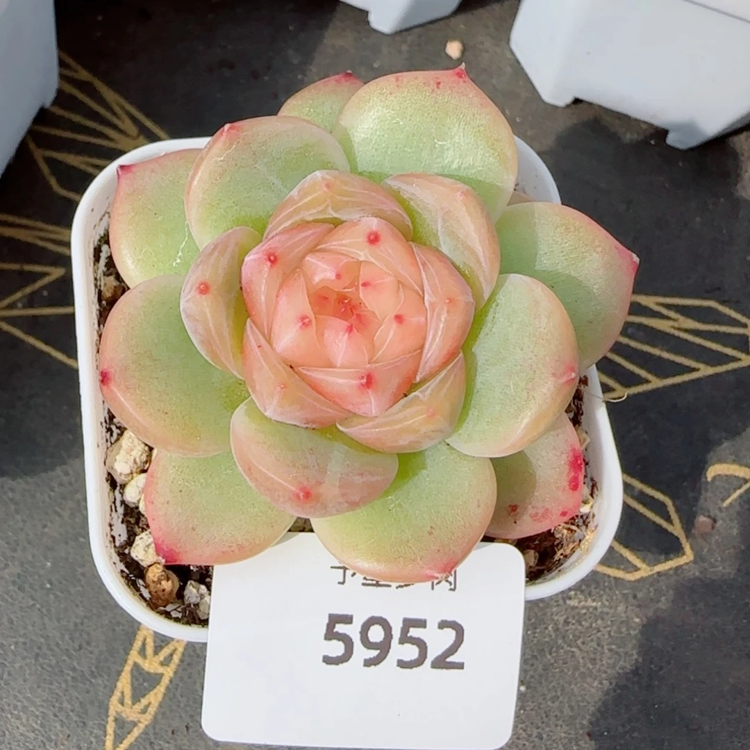 胭脂珍妮，5952多肉植物