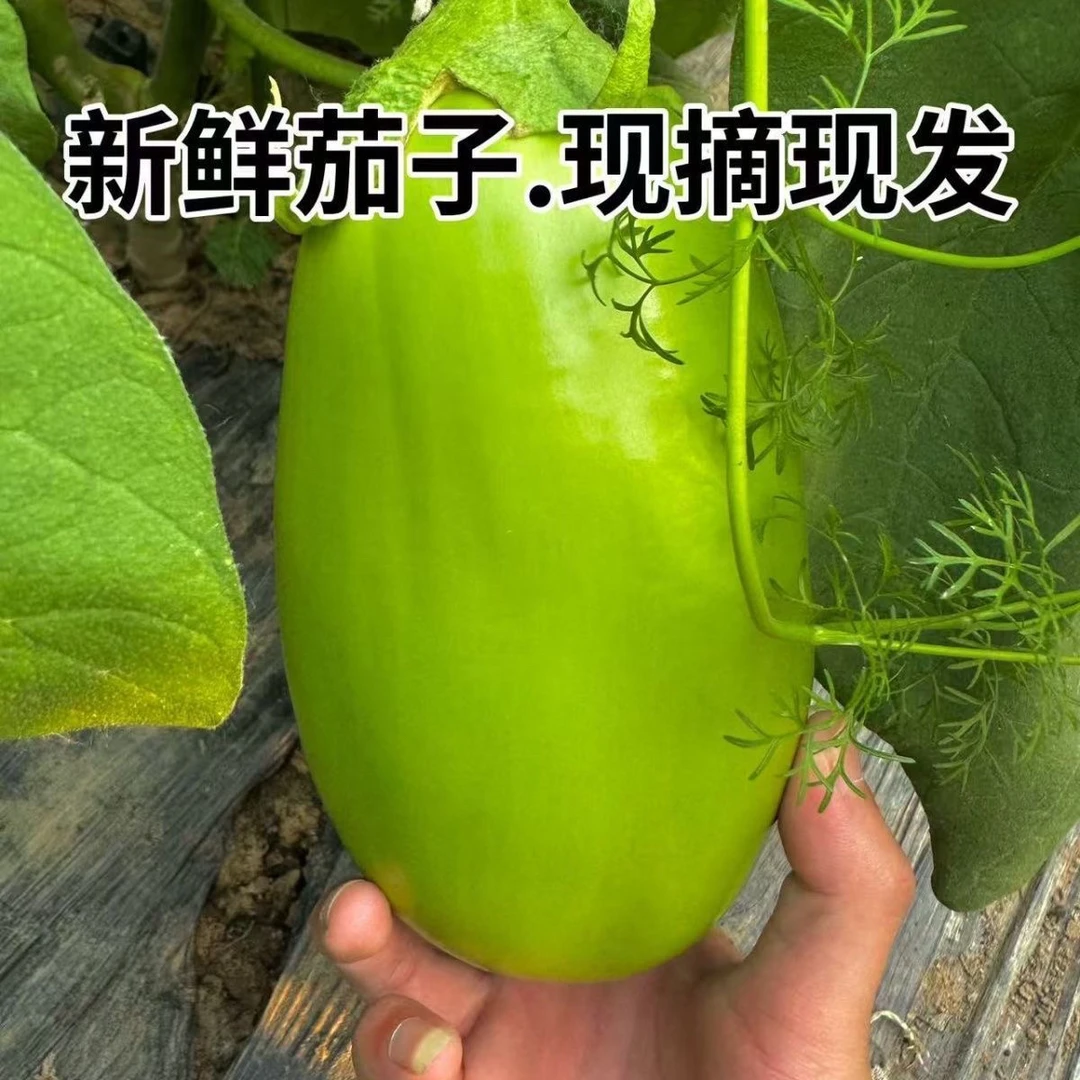 河南农家现摘新鲜青皮绿茄子当季时令蔬菜可生吃