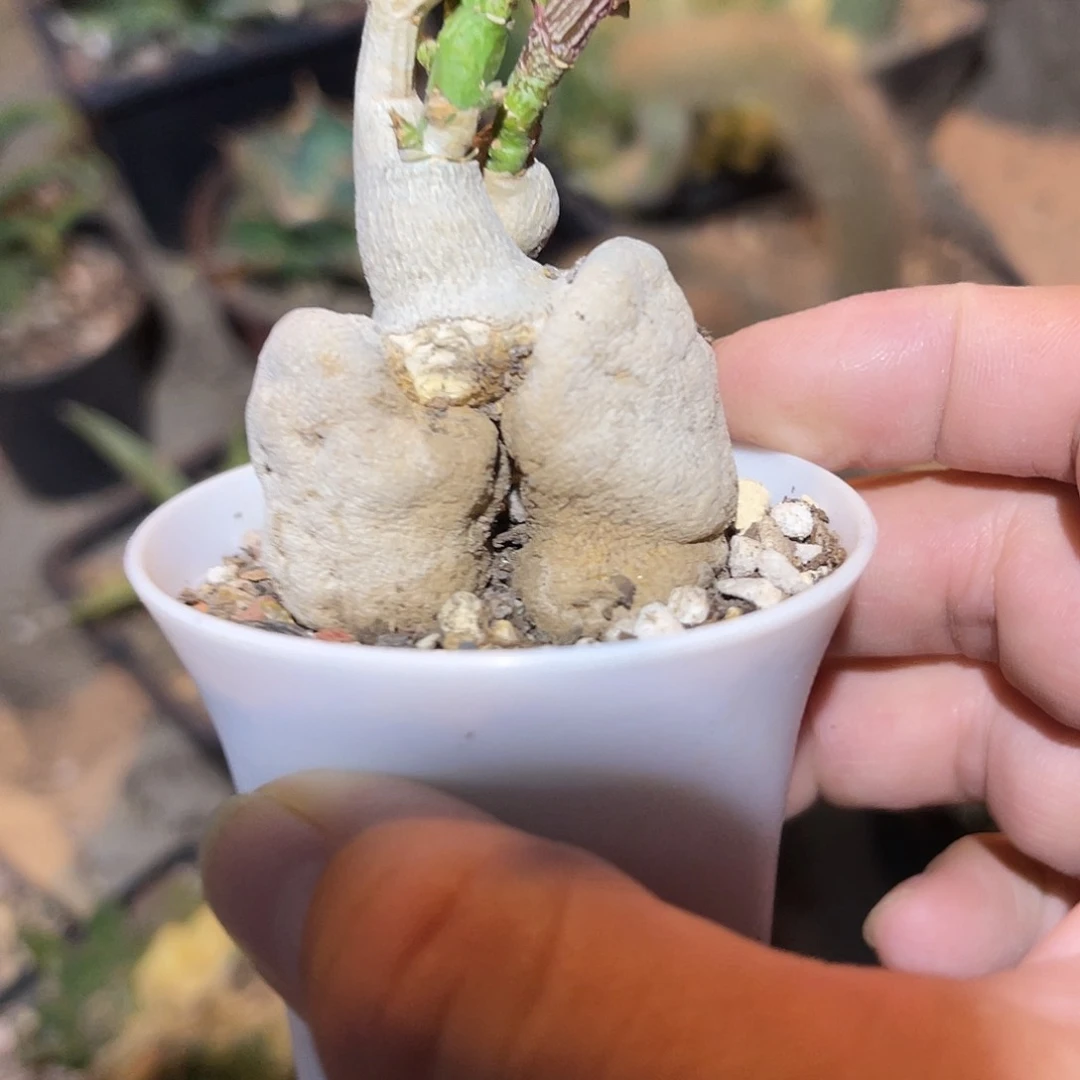 人参大戟块根一物一拍