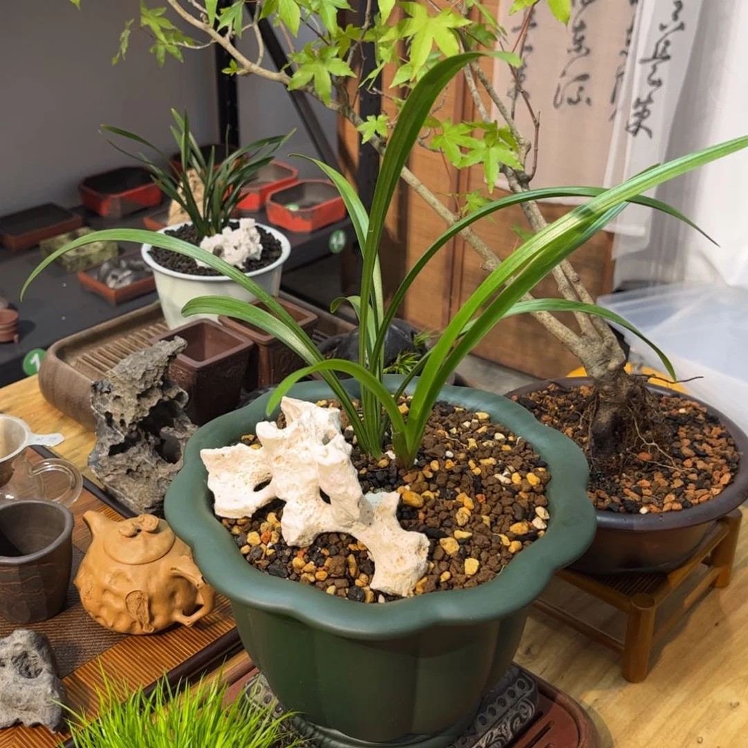 骚*?紫砂花盆➕兰花