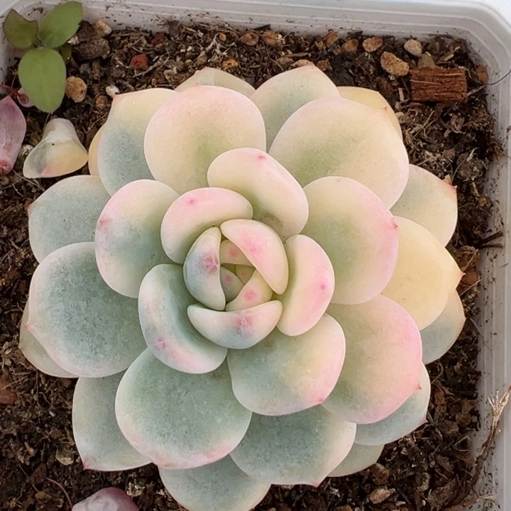 梦露锦一物一拍锦龙