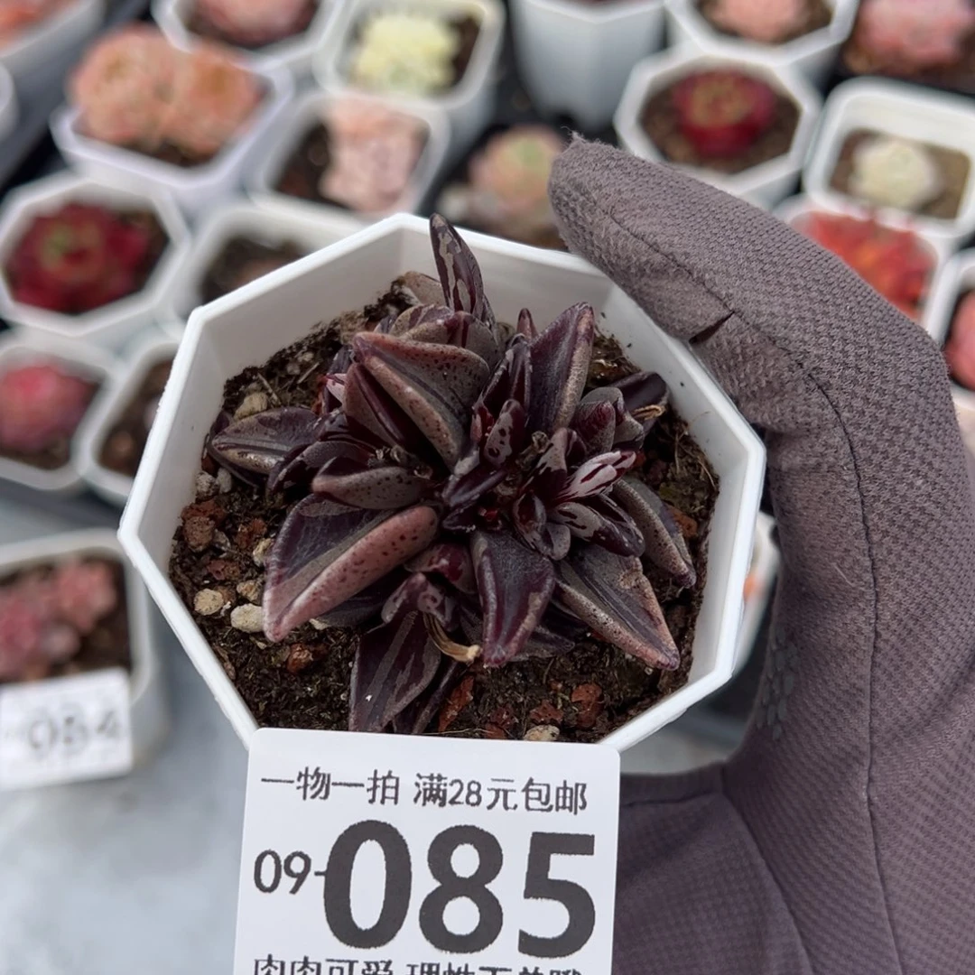 京之鹿锦多肉多肉多肉