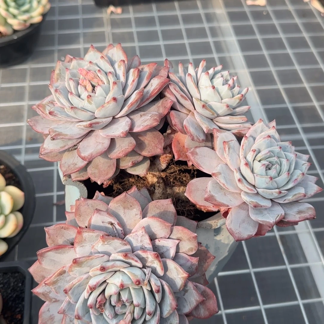 从前慢花园多肉精选粉蓝鸟