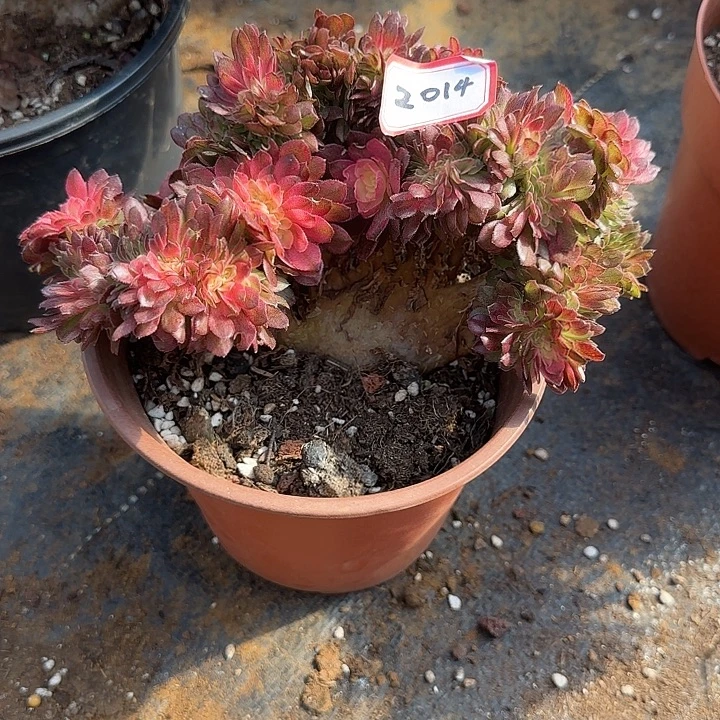 精品多肉植物02014