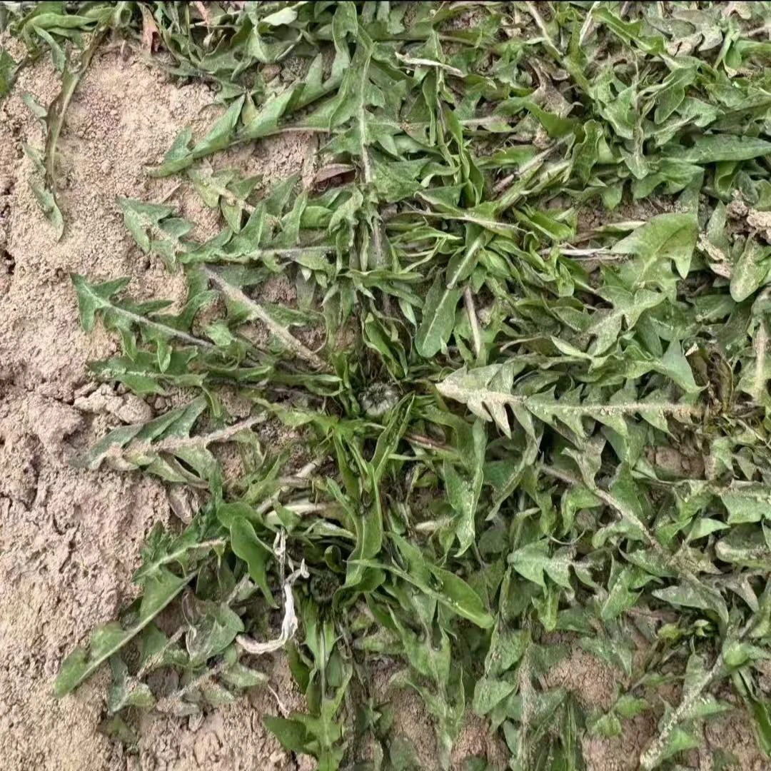 野生婆婆丁 东北野菜现挖 新鲜带根发货 蘸酱菜 到家需泡水