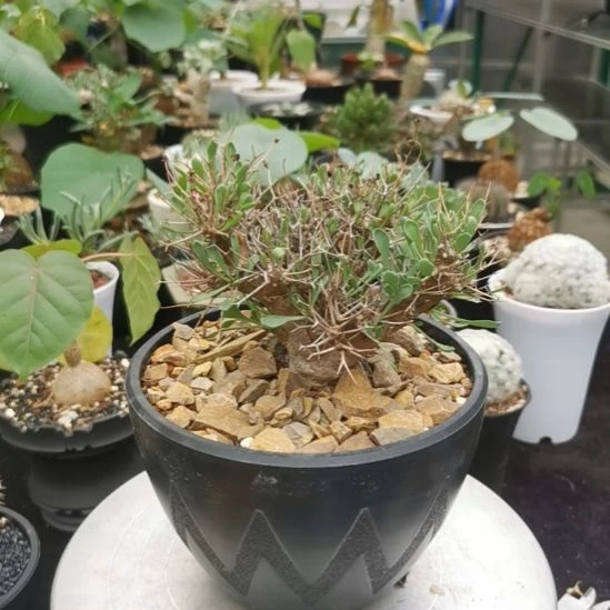 特价 黑鬼殿 一物一拍