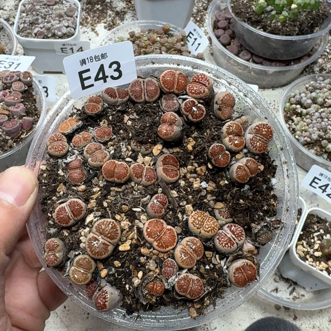 E43。菊一盒。 好看