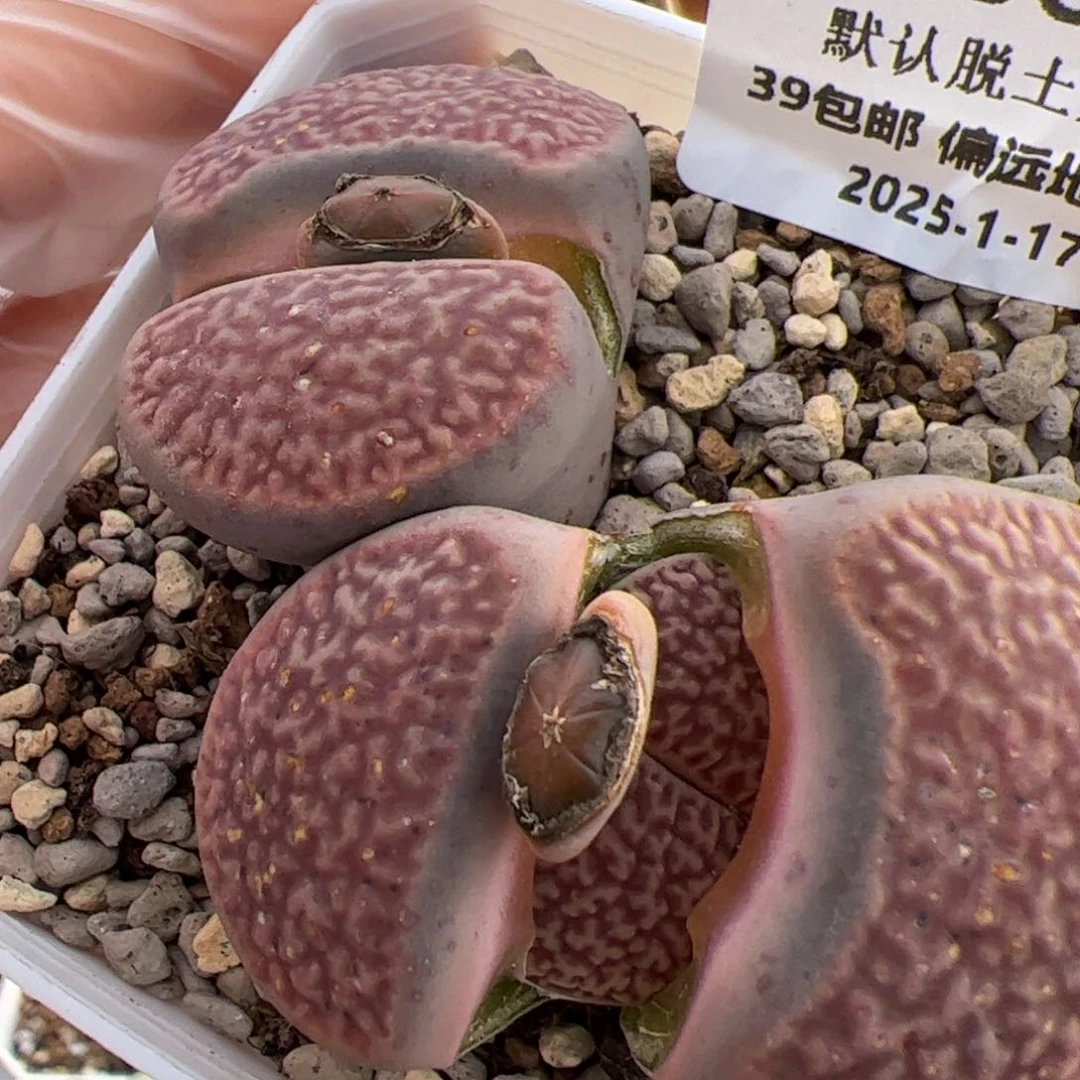 0368号 富贵 多肉植物