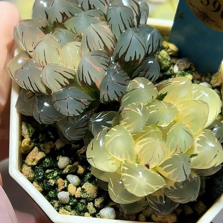 恭喜发财大吉大利0390