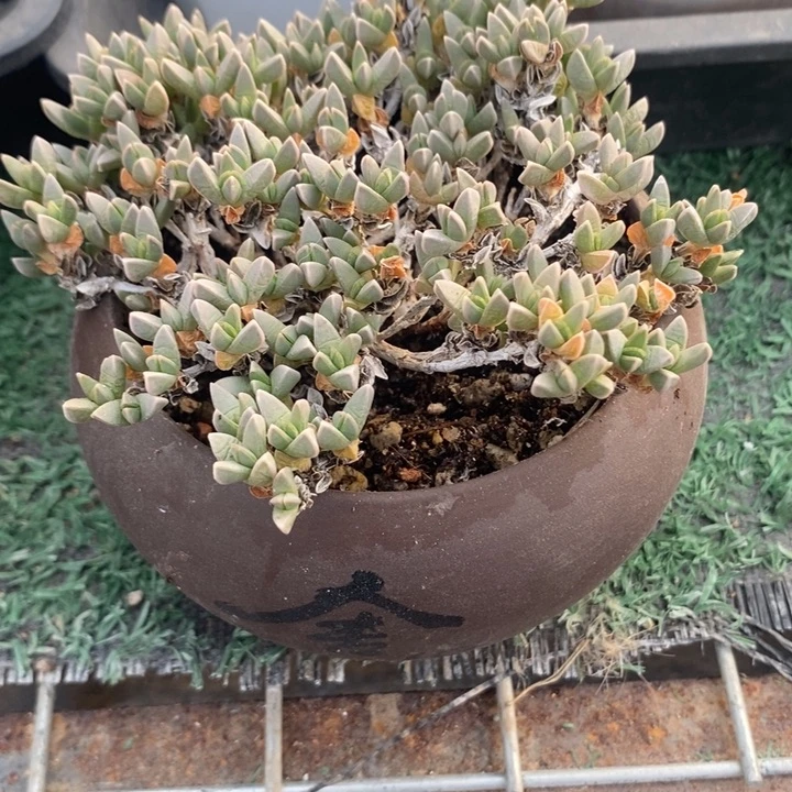 姬碧玉莲，一物一拍脱土