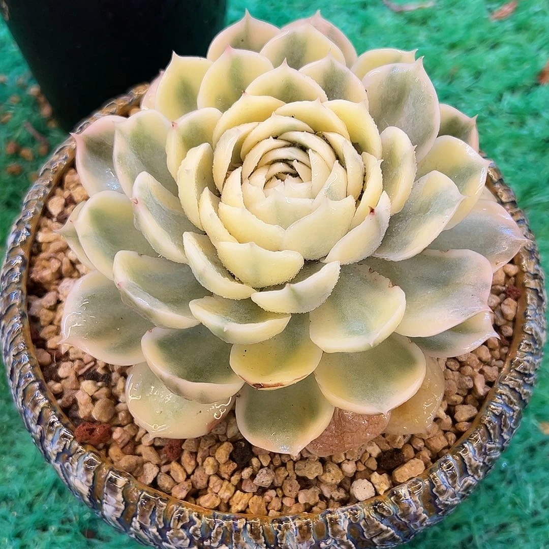 21，，，，，，，，，，，，，，，，，