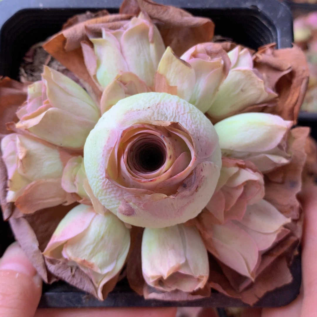 一物一拍星辰清秋855