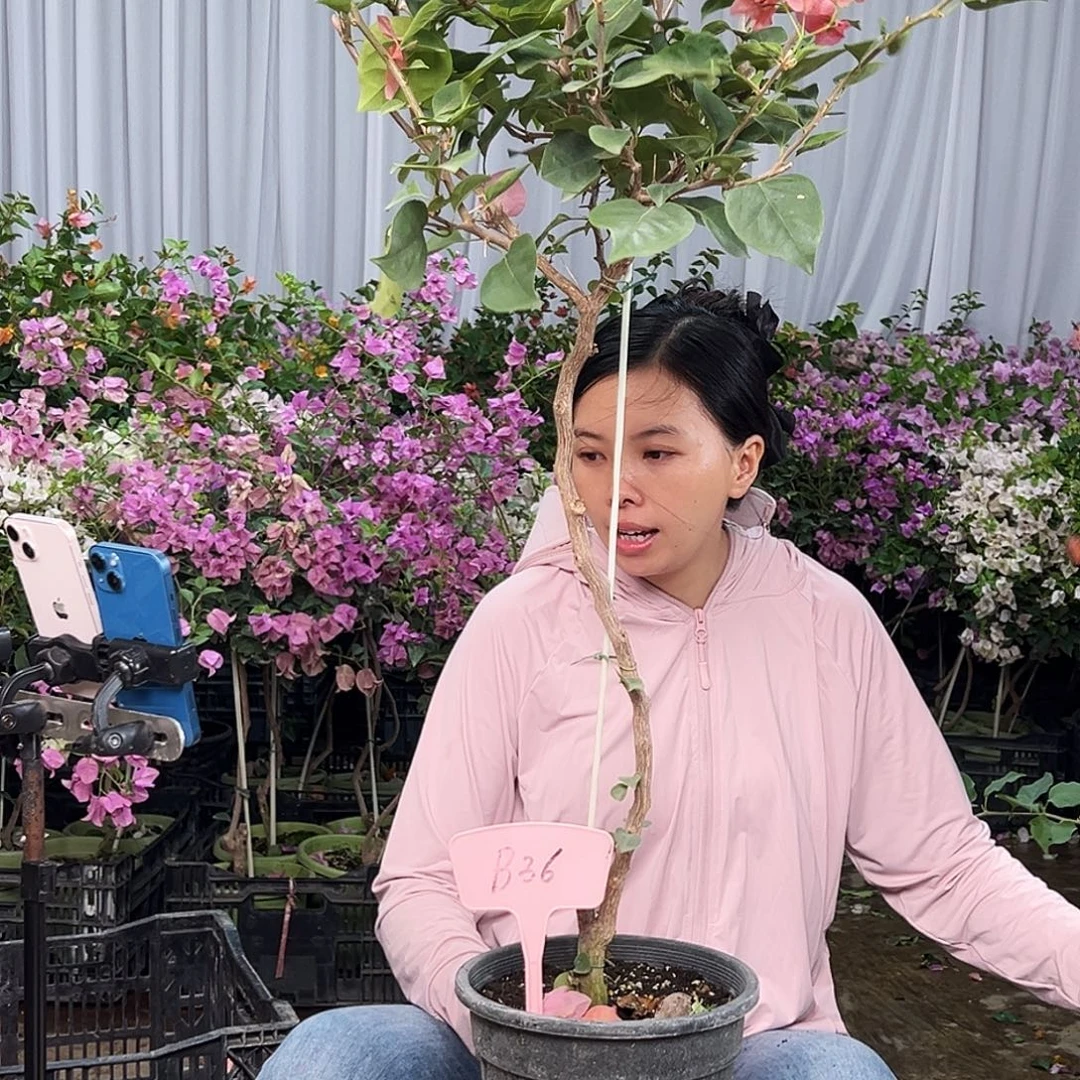 随***意大部分花苞少量开放B36不甜西瓜