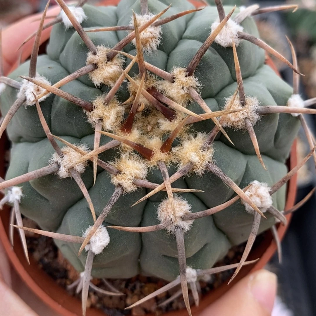 684高绒三刺玉植播园艺