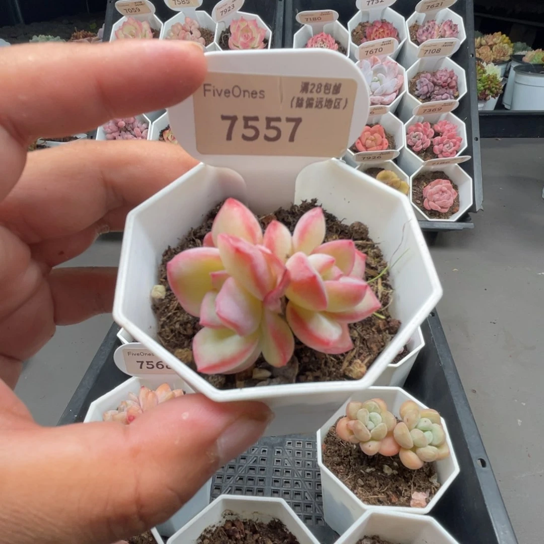 7557奶油泡芙4.0厘米