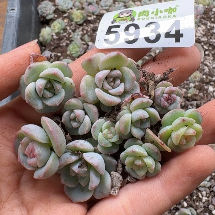 多肉植物多肉植物