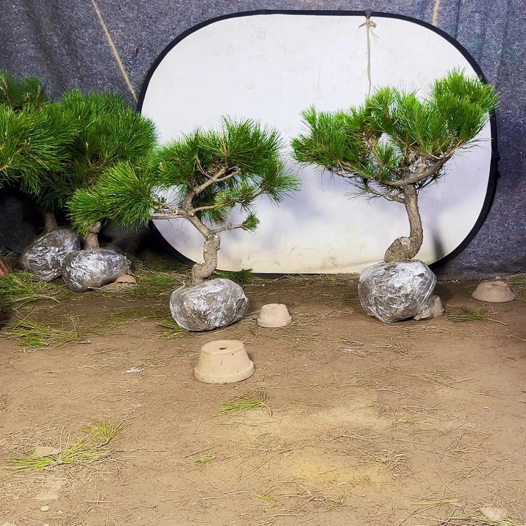 茶***）无花朵黑松12222222223