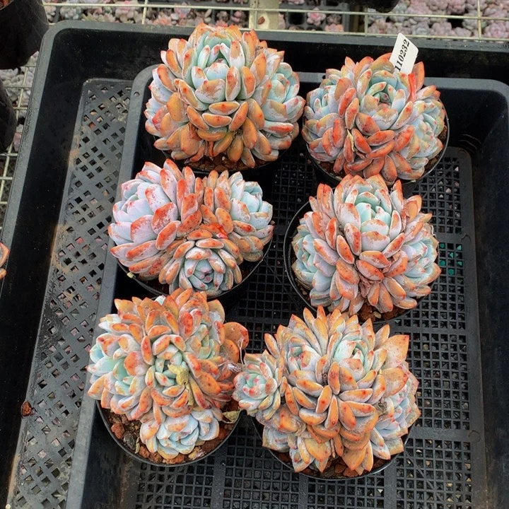 110232六个嗯嗯嗯嗯嗯嗯好