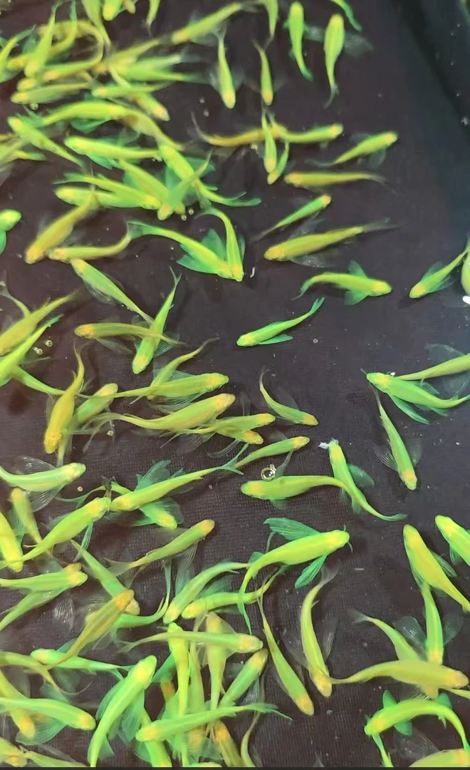 蝶翼斑马鱼长尾长鳍热带淡水观赏鱼好养活小型活体宠物