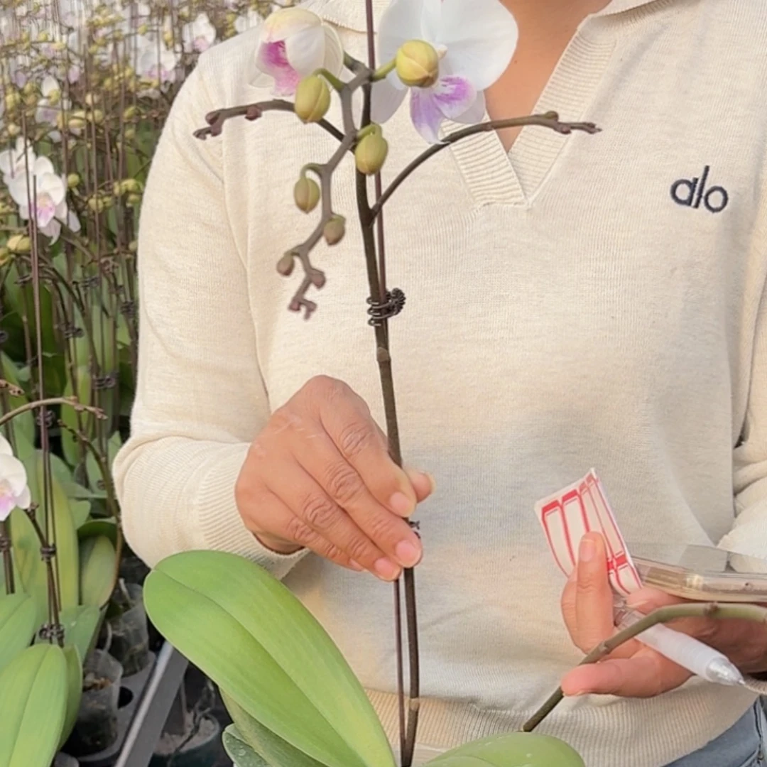 无花朵梵音一颗好喜欢