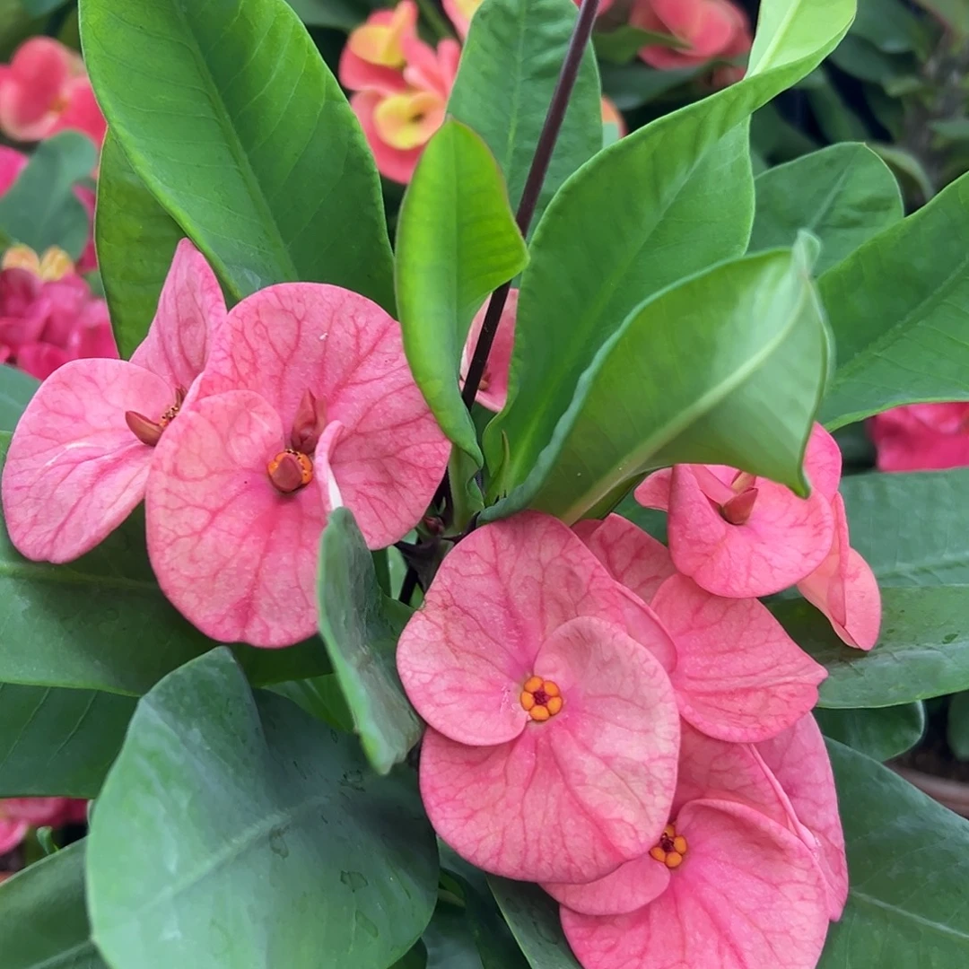 无名泰国大花虎刺梅