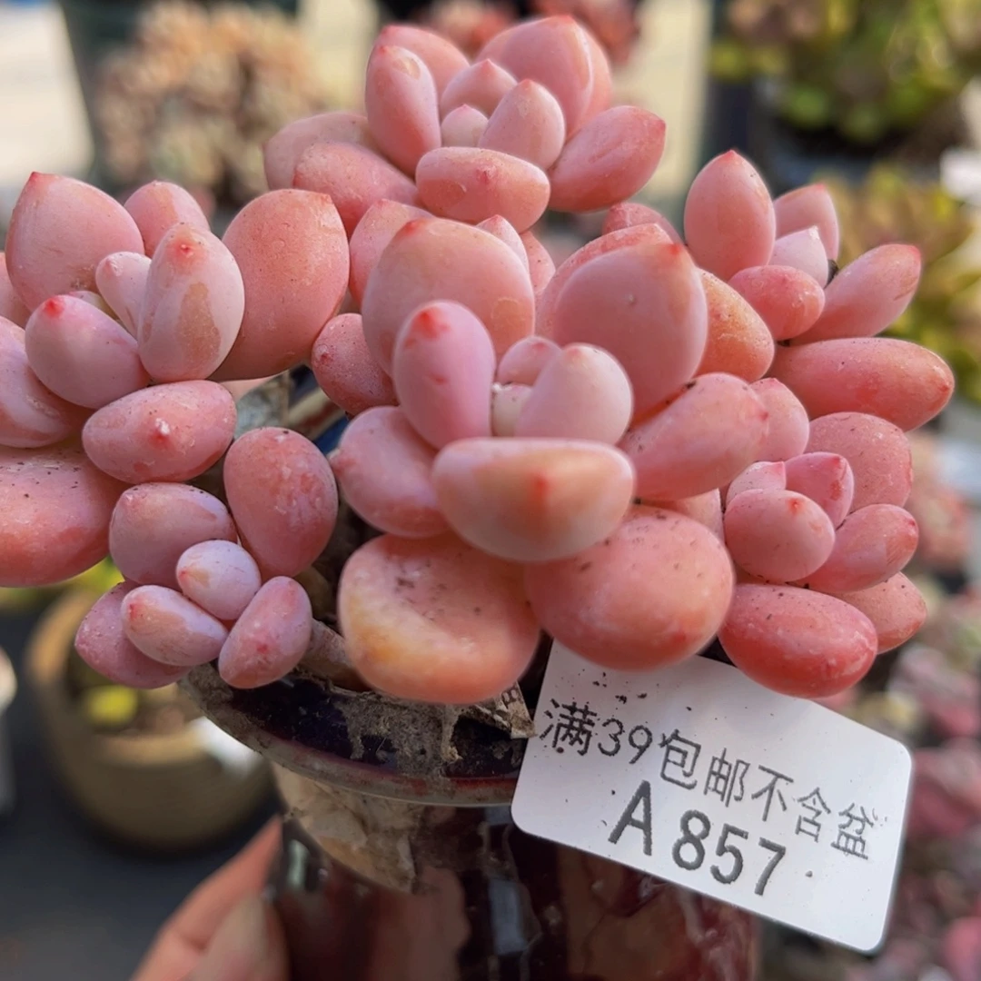 857樱花洛神6cm多肉植物