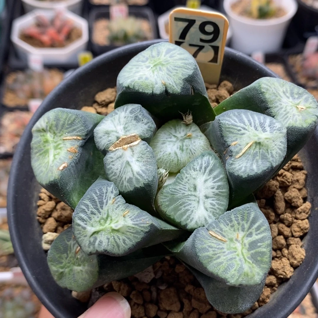 79翡翠龙万象母本一物一拍