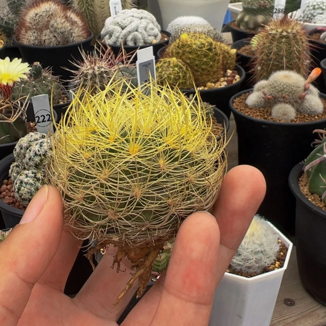 裸根实生根金翁玉多肉植物