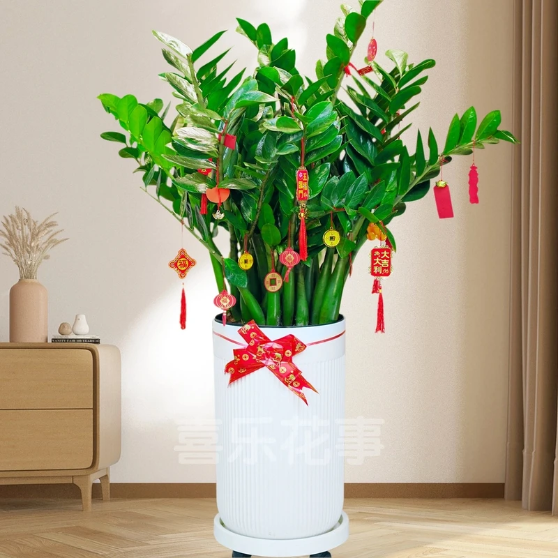 【绿植听我说】1.1-1.3米大型绿植金钱树盆栽室内客厅绿植耐旱植物