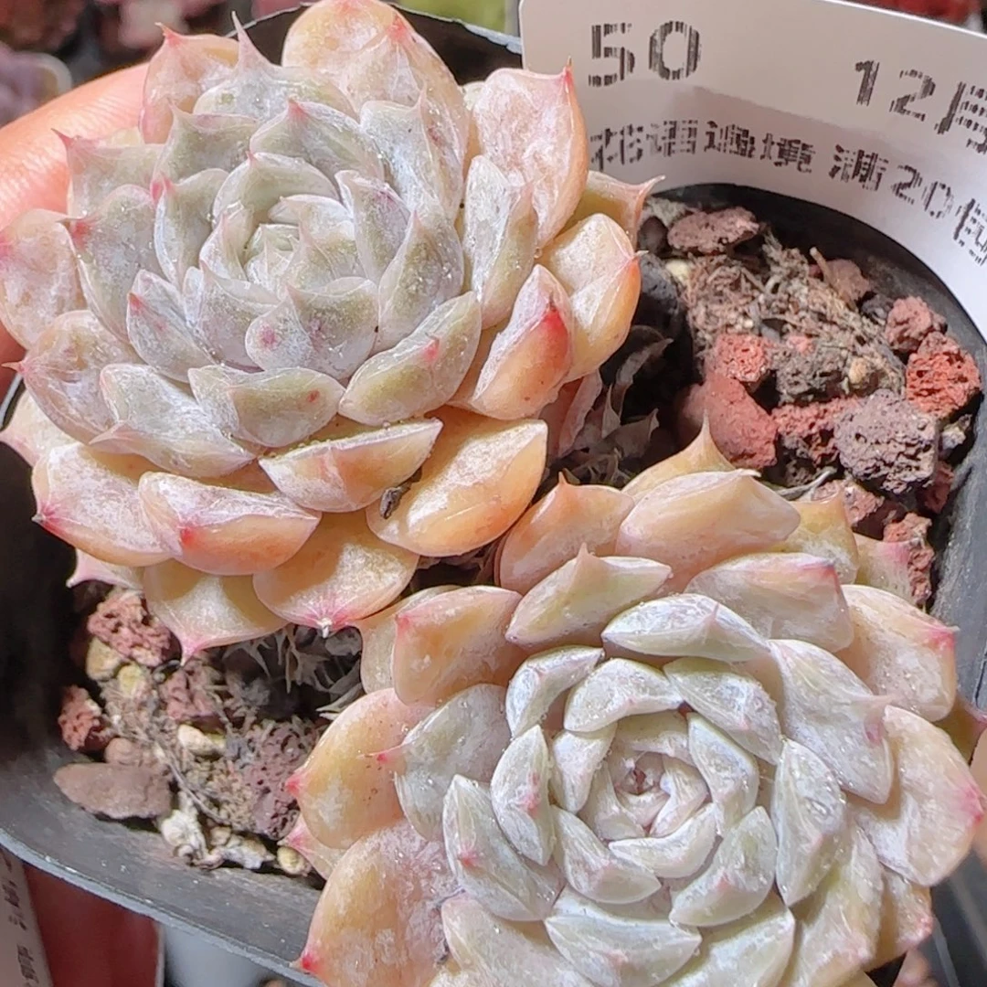 花语多肉1206-50马利贝尔