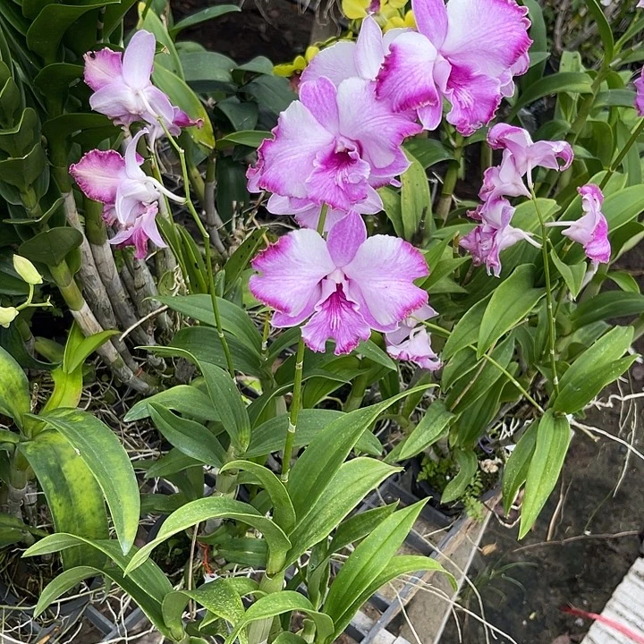 完全开放复伦卡娜102