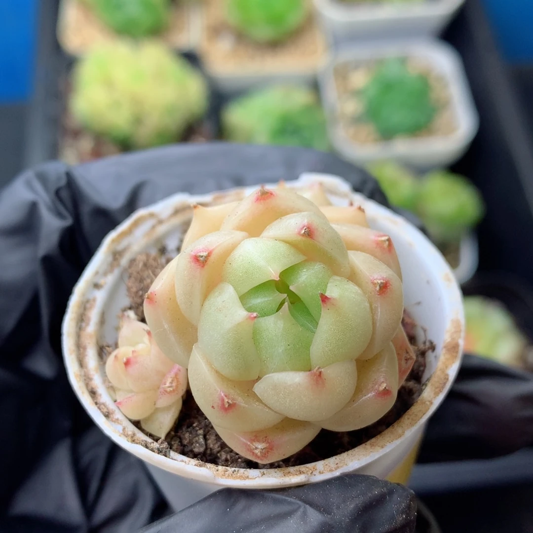 58包邮  群生不包整 98