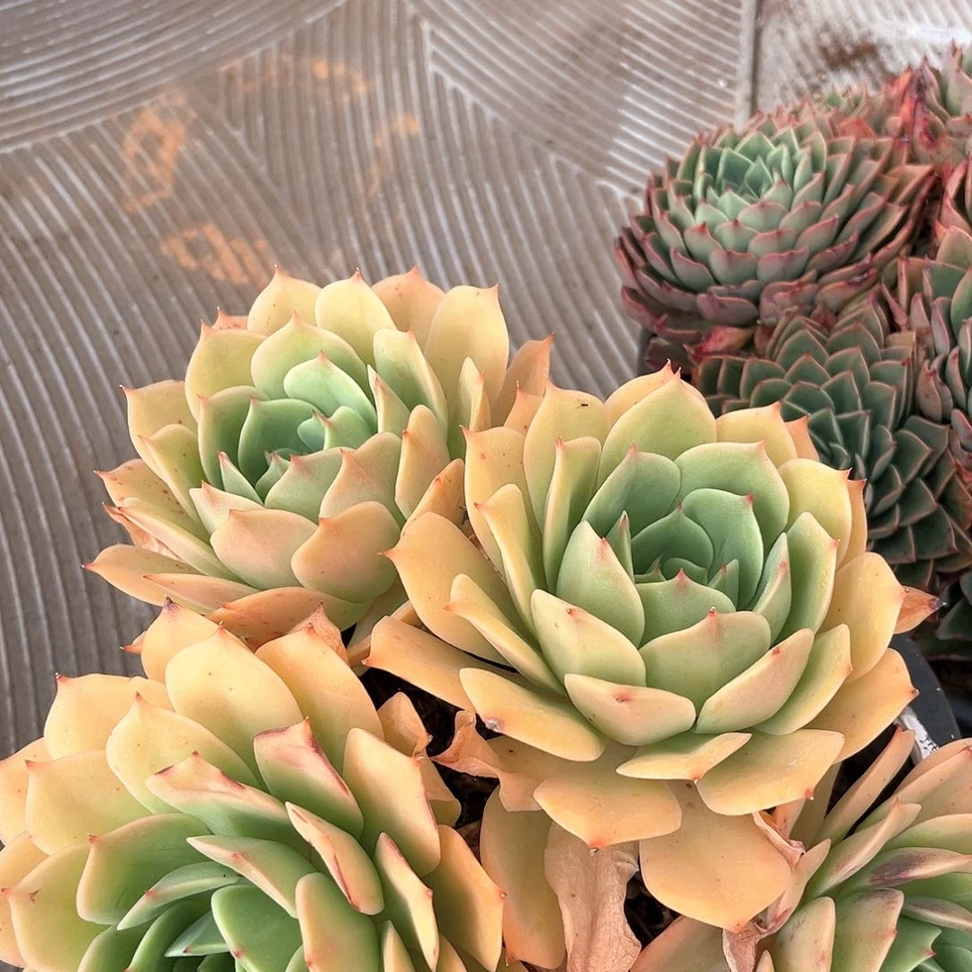 小杰黄玫瑰22222