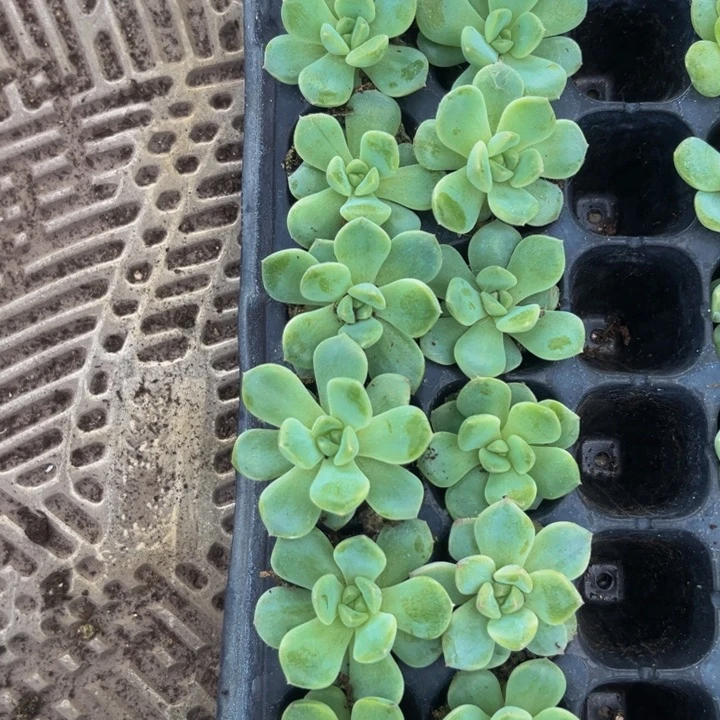 甜心T，甜心9.9包邮