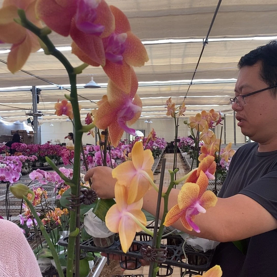 完全开放相恋2颗组合不售后