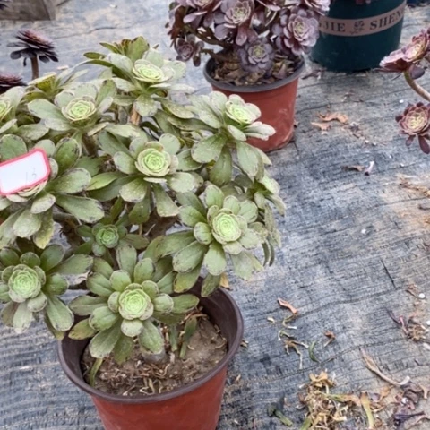 13ｖ锦多肉法师砍头棒棒糖