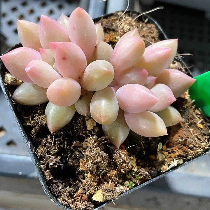 多肉植物车厘子605