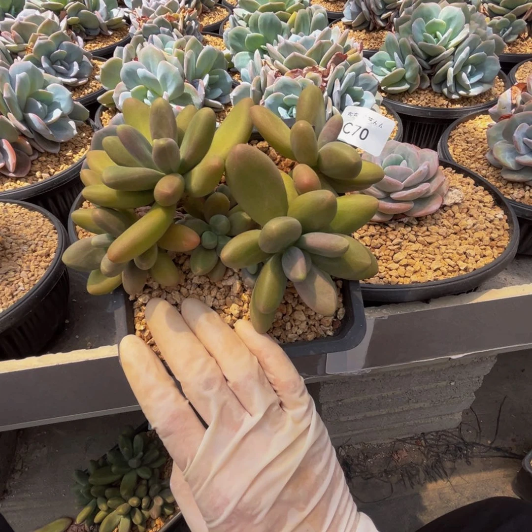 c c c c c c c c 70