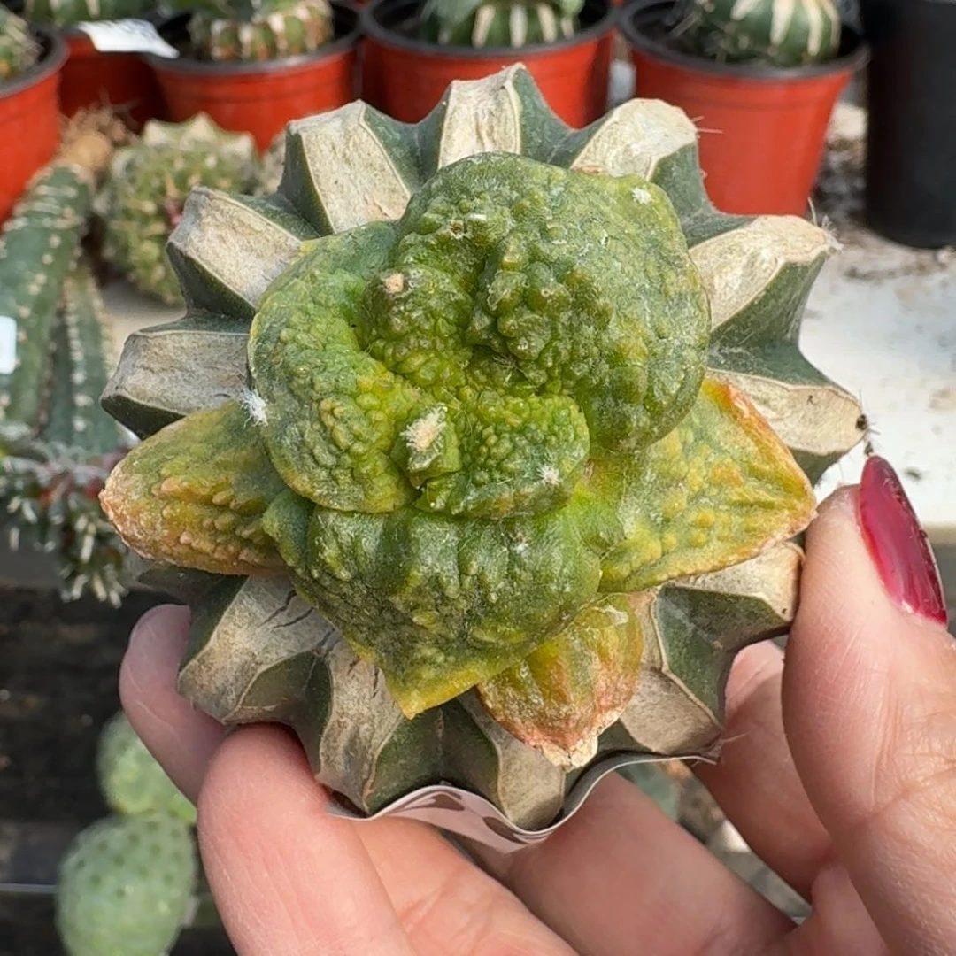 【闪购商品】无花朵福利大尤怒涛锦564