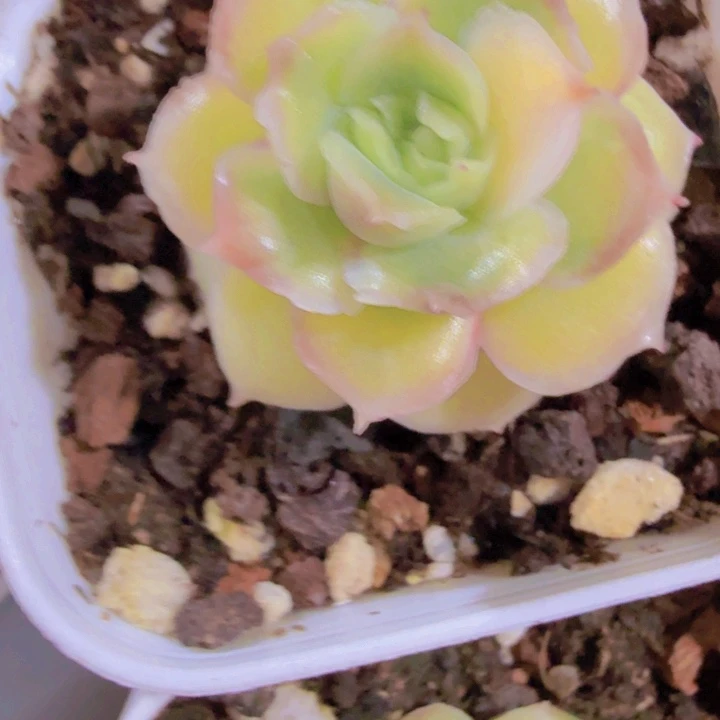 韩版水晶虾饺王炸一颗