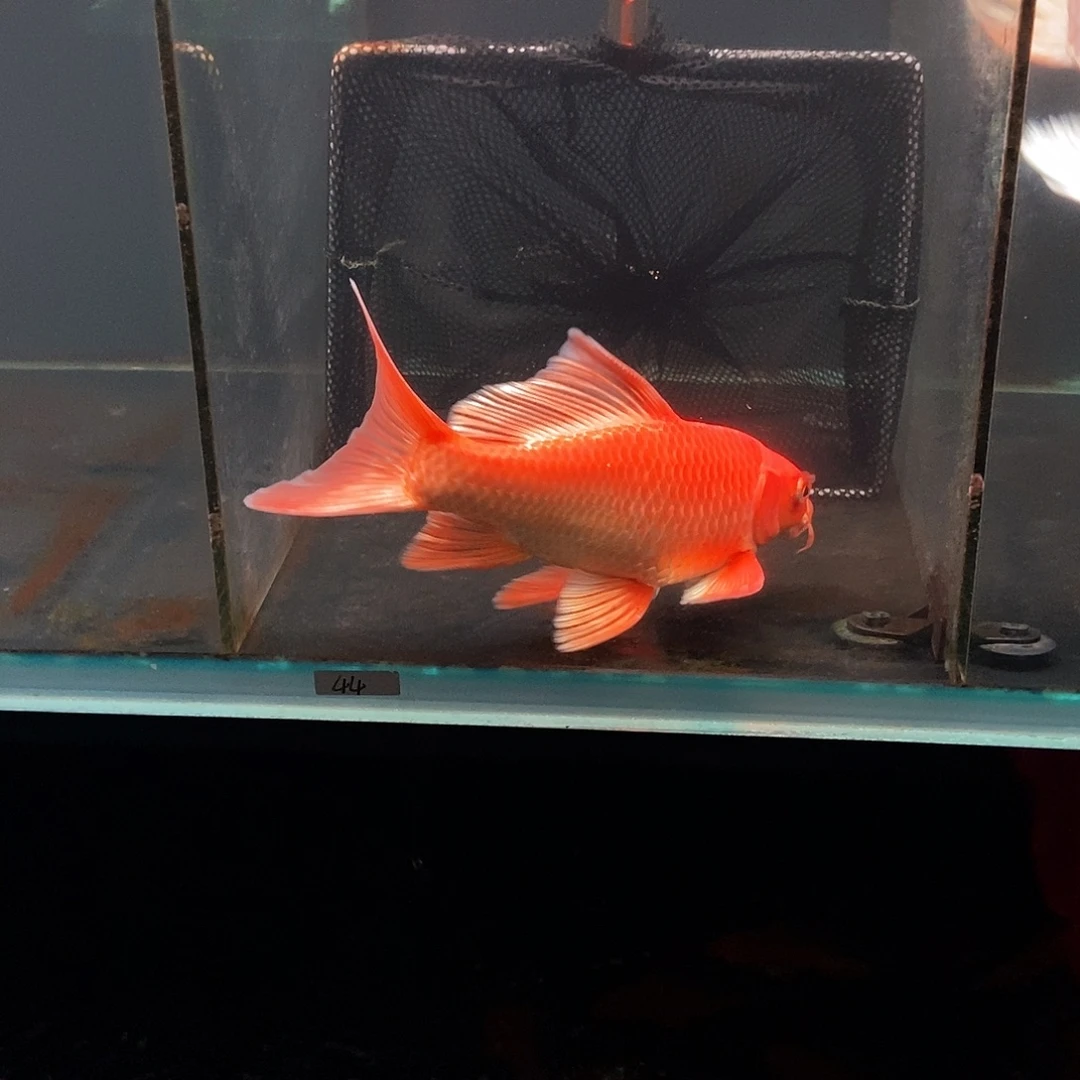 凡***人蝴蝶鲤44号红色蝴蝶鲤