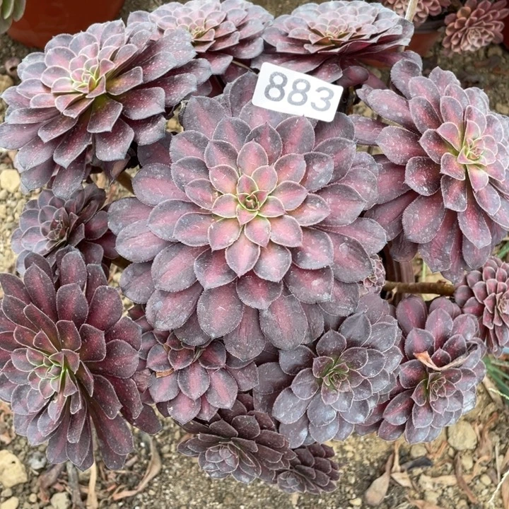 无花朵883多肉植物月亮石