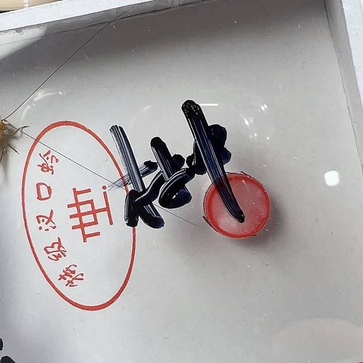 林***雨漂亮大黄龄一只合适