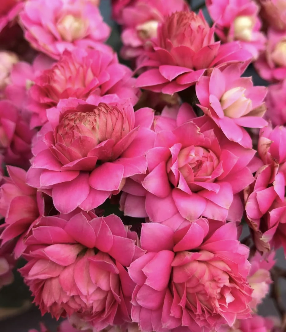 （天娇）110盆稀有大花长寿 一代种苗基地直发