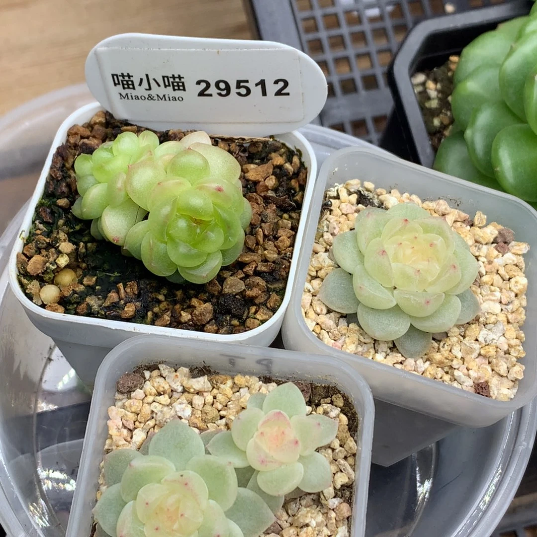 卢***余多肉植物杂交珍妮