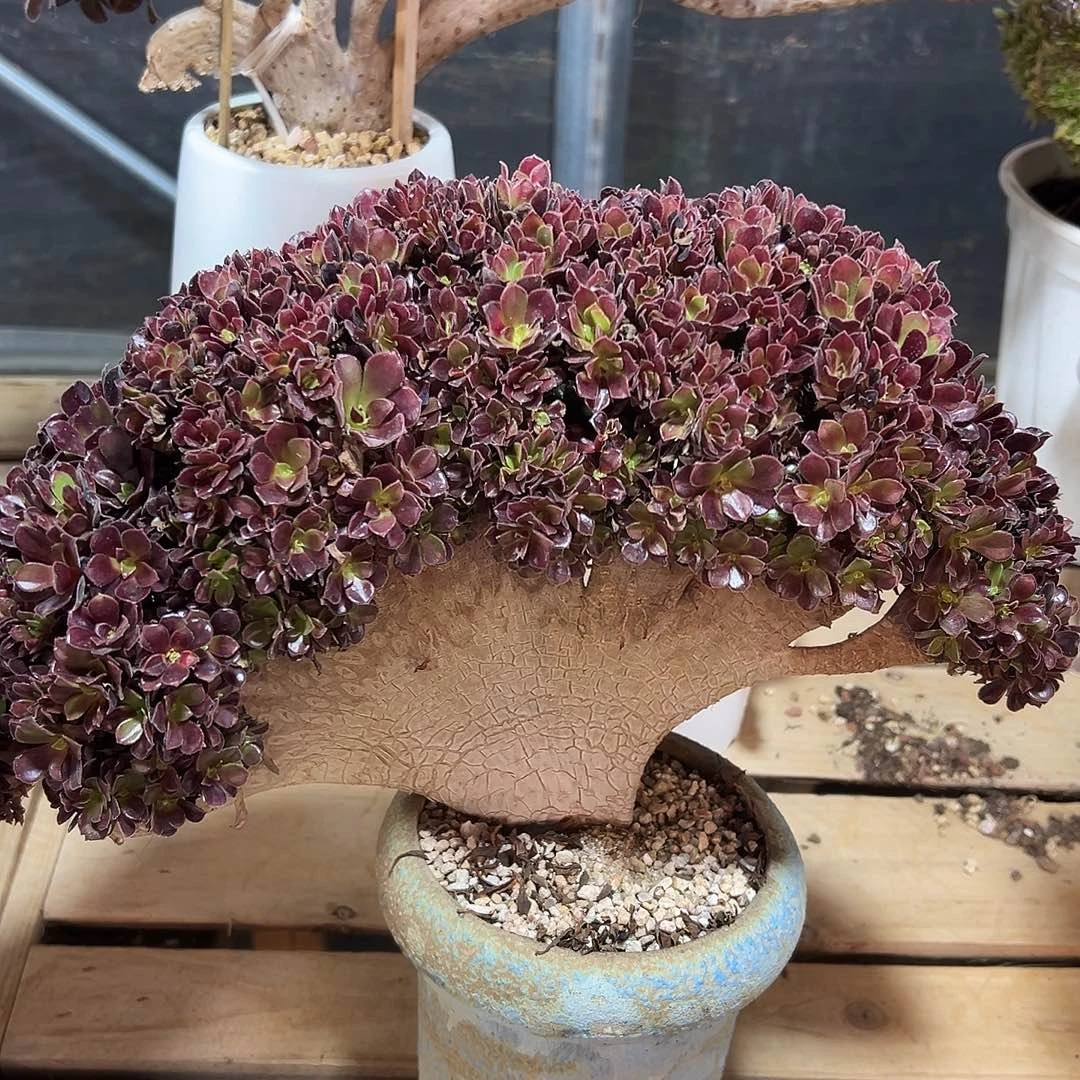 整版欧子全朵朵老桩厚吧