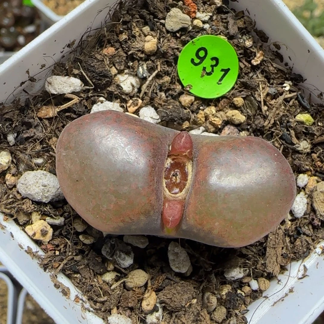 巨无霸3.3多肉植物931