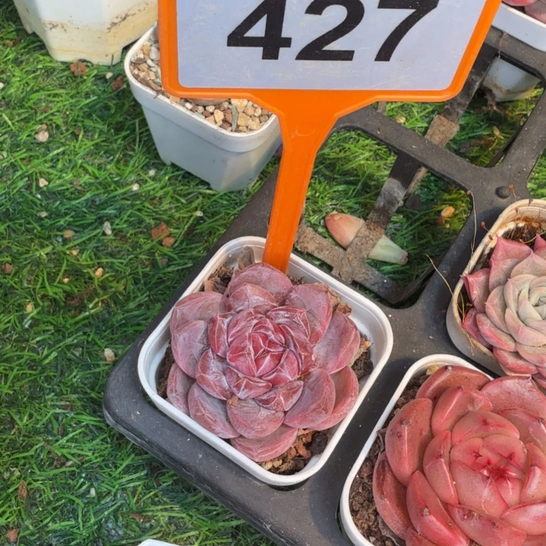 猪***来多肉植物暗纹糖心3颗随机427